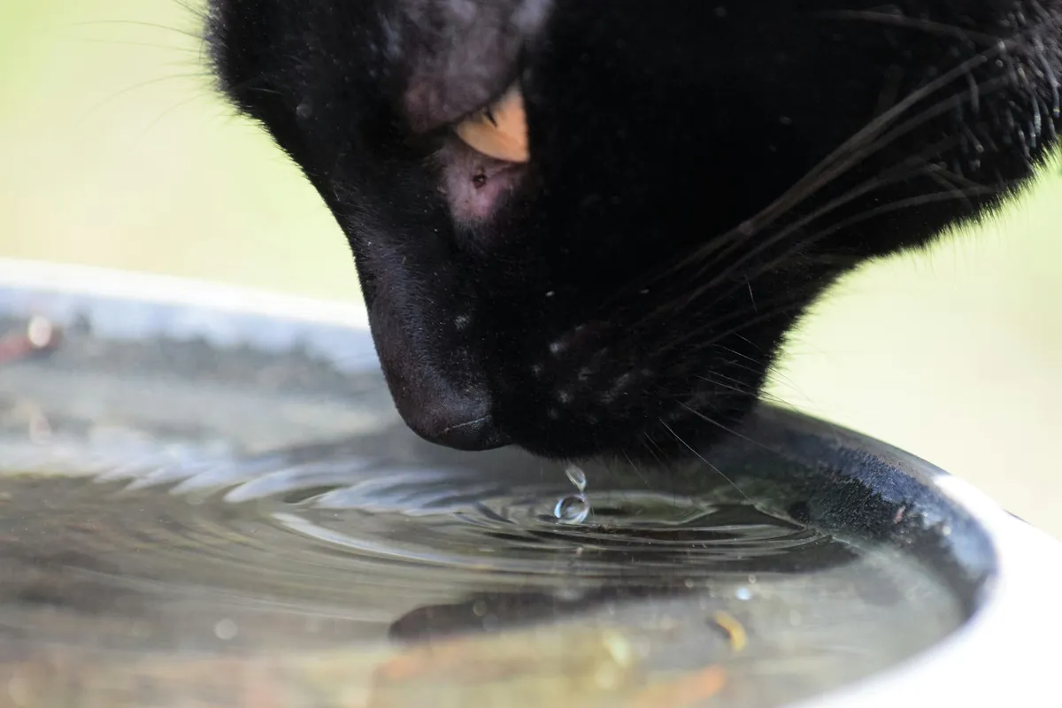 Gato negro bebiendo agua de un cuenco en primer plano