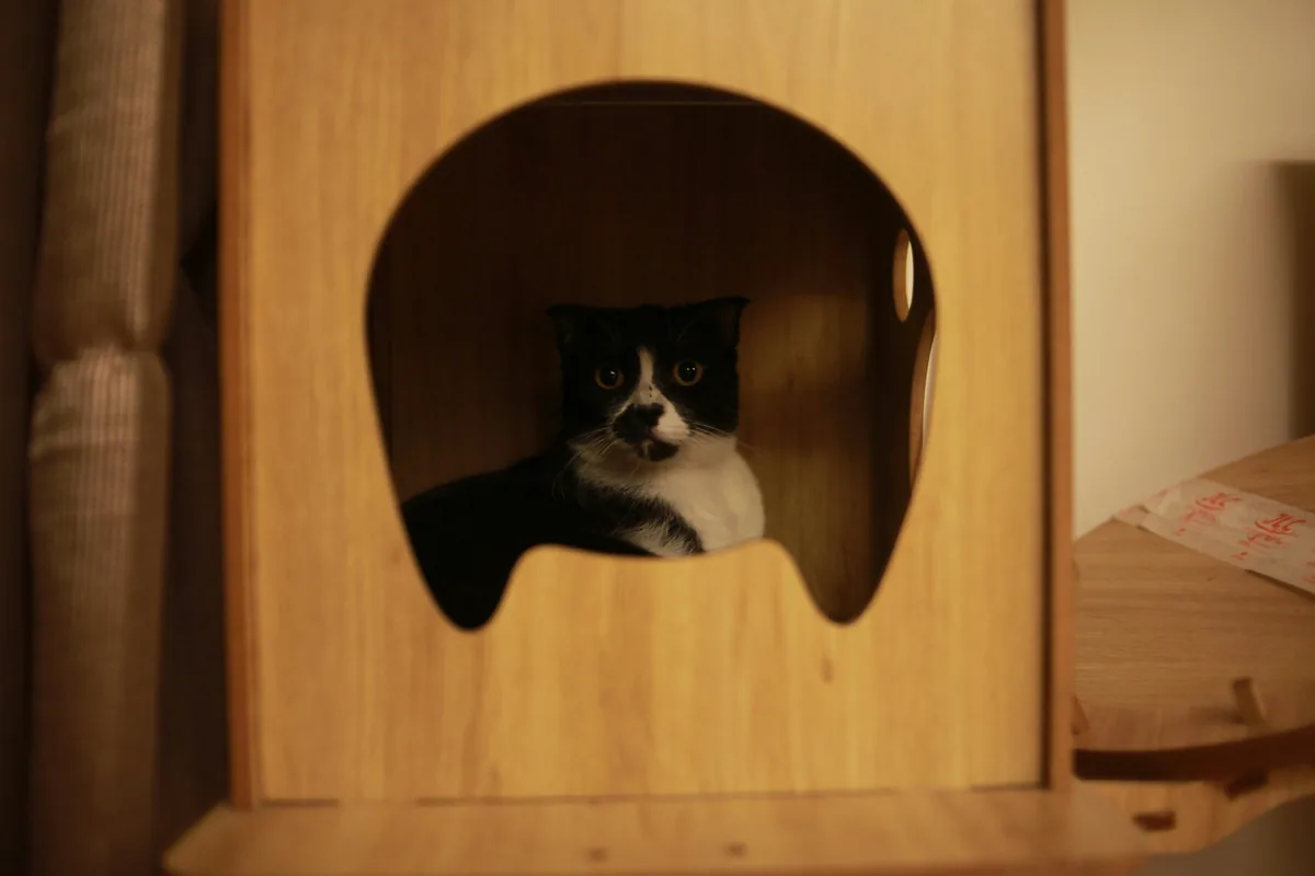 Gato blanco y negro asomado desde una casita de madera para gatos