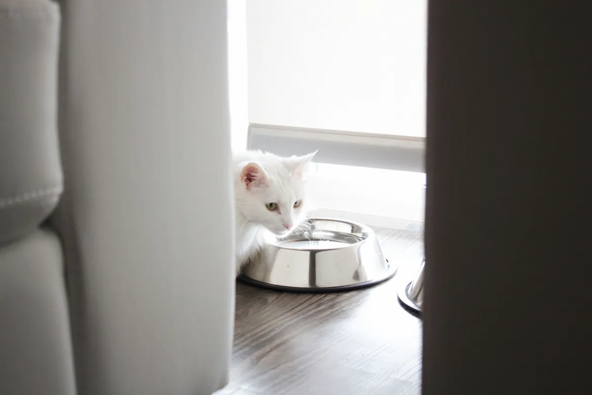 Gato blanco bebiendo de un cuenco de acero inoxidable junto a la ventana