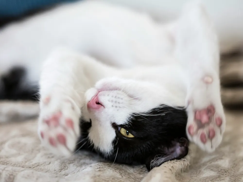 Gato blanco y negro tumbado y relajado