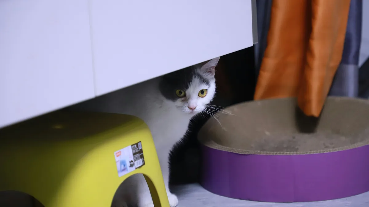Gato blanco y negro asomándose con cautela desde un escondite entre muebles, junto a un arenero