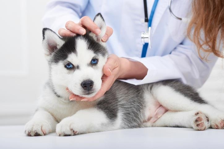 antiparasitarios para perros