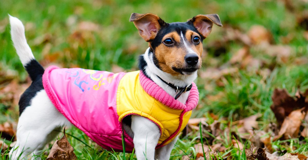 ropa para perros