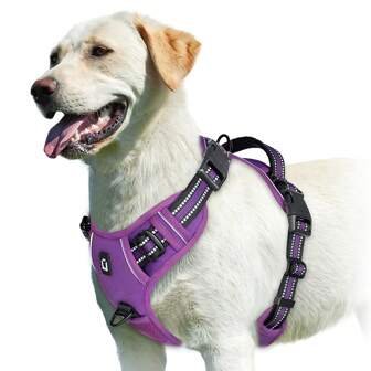 arnes perro22