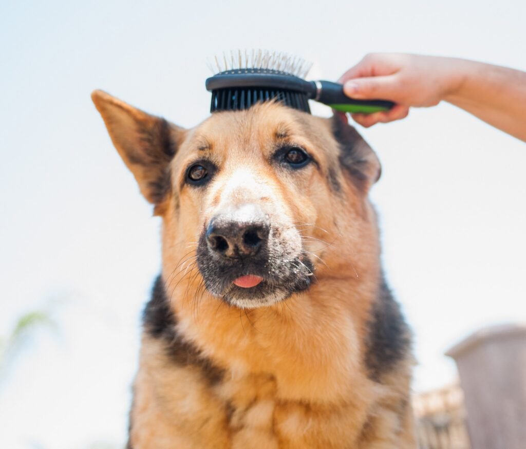 cepillos para perros