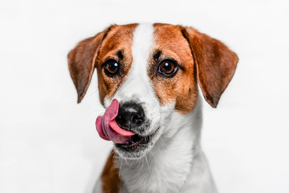 comida humeda para perros
