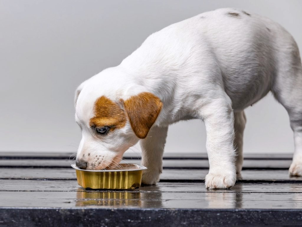 comida humeda para perros