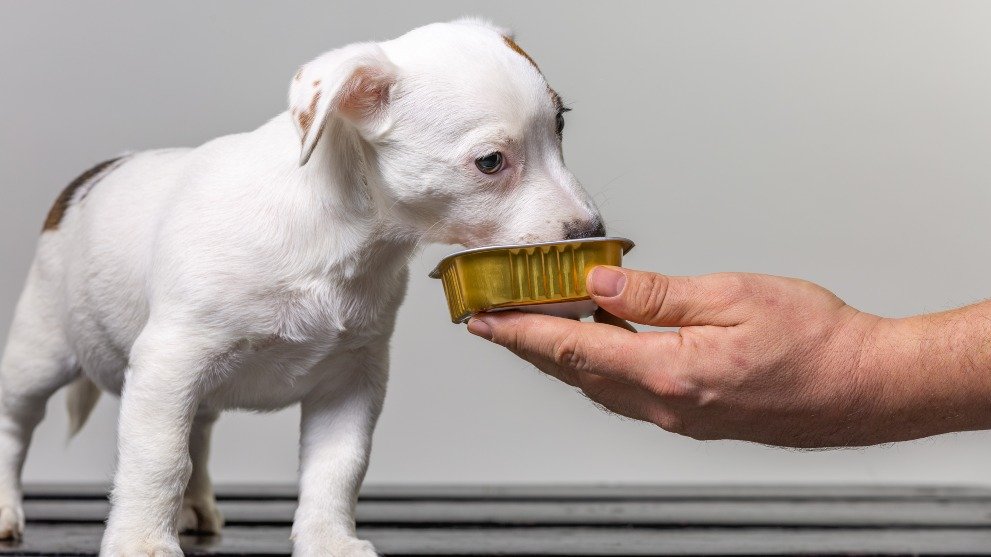 comida humeda para perros