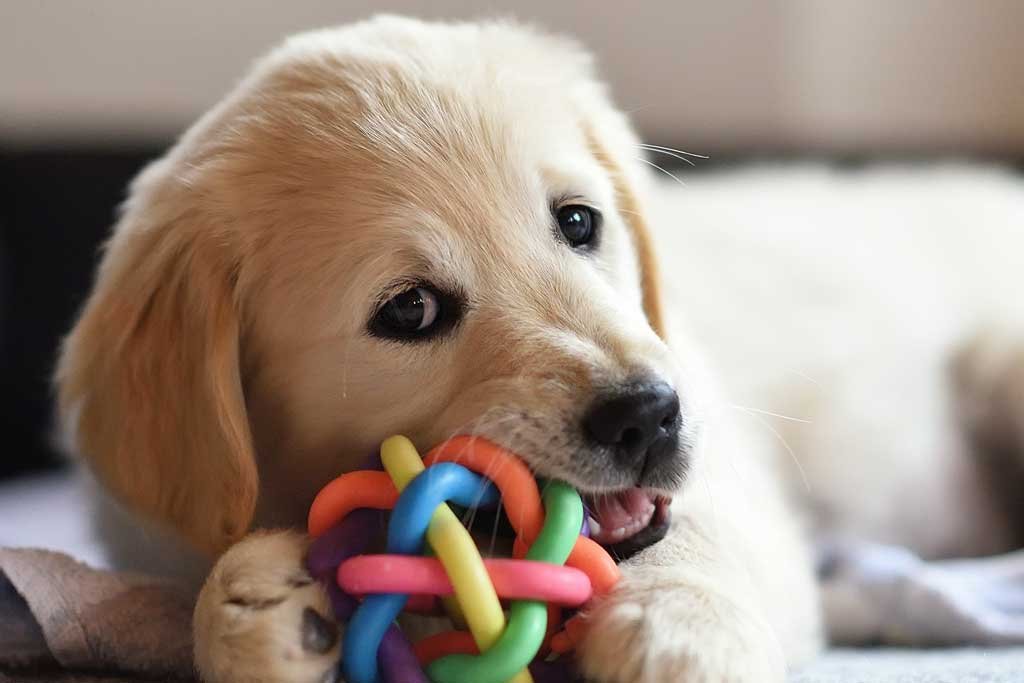 juguetes para cachorros