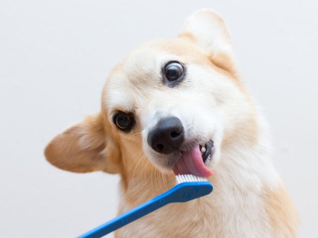 mejor pasta de dientes para perros